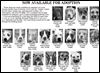 Lucas County Dogs for Adoption: 10-18