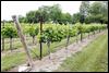 Wine boom in Ohio grows