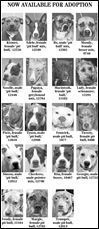 Lucas County Dogs for Adoption: 10-25