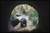 Tasmanian devil trio greets first guests