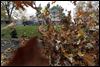 Toledo begins leaf collection Monday