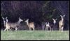 Ottawa Hills to vote on deer-cull proposal