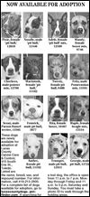 Lucas County Dogs for Adoption: 11-01