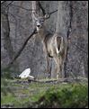 Ottawa Hills OKs deer kill rules