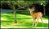 Village to begin deer cull planning