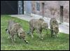 New cheetahs arrive at zoo