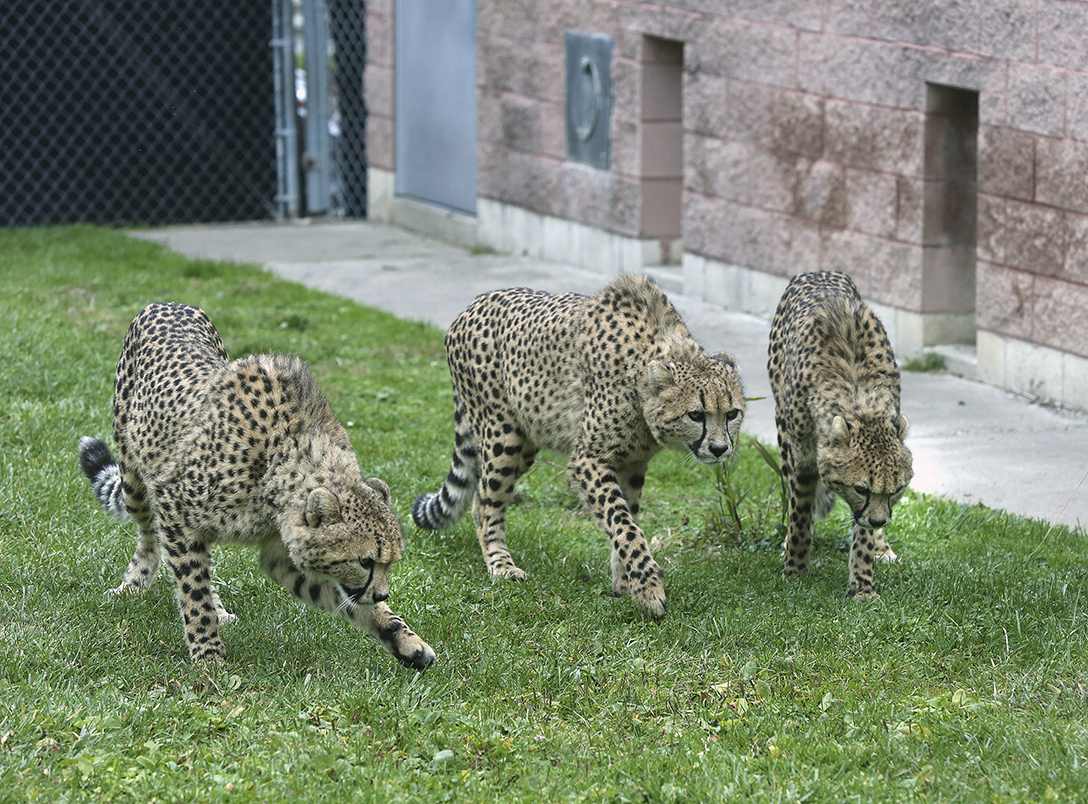 New cheetahs arrive at Toledo Zoo The Blade