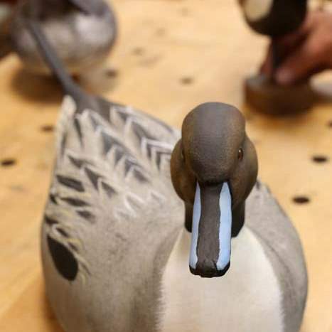 CARVERS-lund-pintail