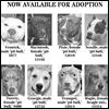Lucas County Dogs for Adoption: 11-08