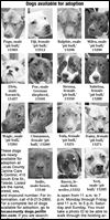 Lucas County Dogs for Adoption: 11-10