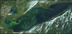 A U.S. agency noted that from late July through August a dense scum was detected covering more than 300 square miles of western Lake Erie. Still, no area water advisory was issued.