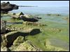 2015 algal bloom worst ever