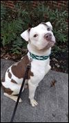 Emaciated dogs get special care