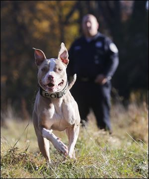 K-9 Kiah is the closest K9 Detection Program ‘pit bull’ to Toledo. She works with Poughkeepsie, N.Y., police Officer Justin Bruzgul and is trained for detecting narcotics and missing persons but also spends time in the community.