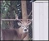 Buck kills family's dog