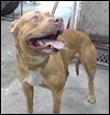 Dog accompanied wandering tot