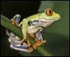 ‘Fauna’ exhibit opening at Secor Metropark