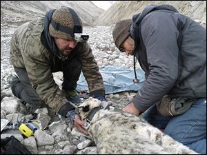 Shannon Kachel, left, the study’s principal investigator, and Ric Berlinski, Toledo Zoo senior veterinarian, radio-collar at snow leopard in Kyrgyzstan through a Panthera-supported conservation study.