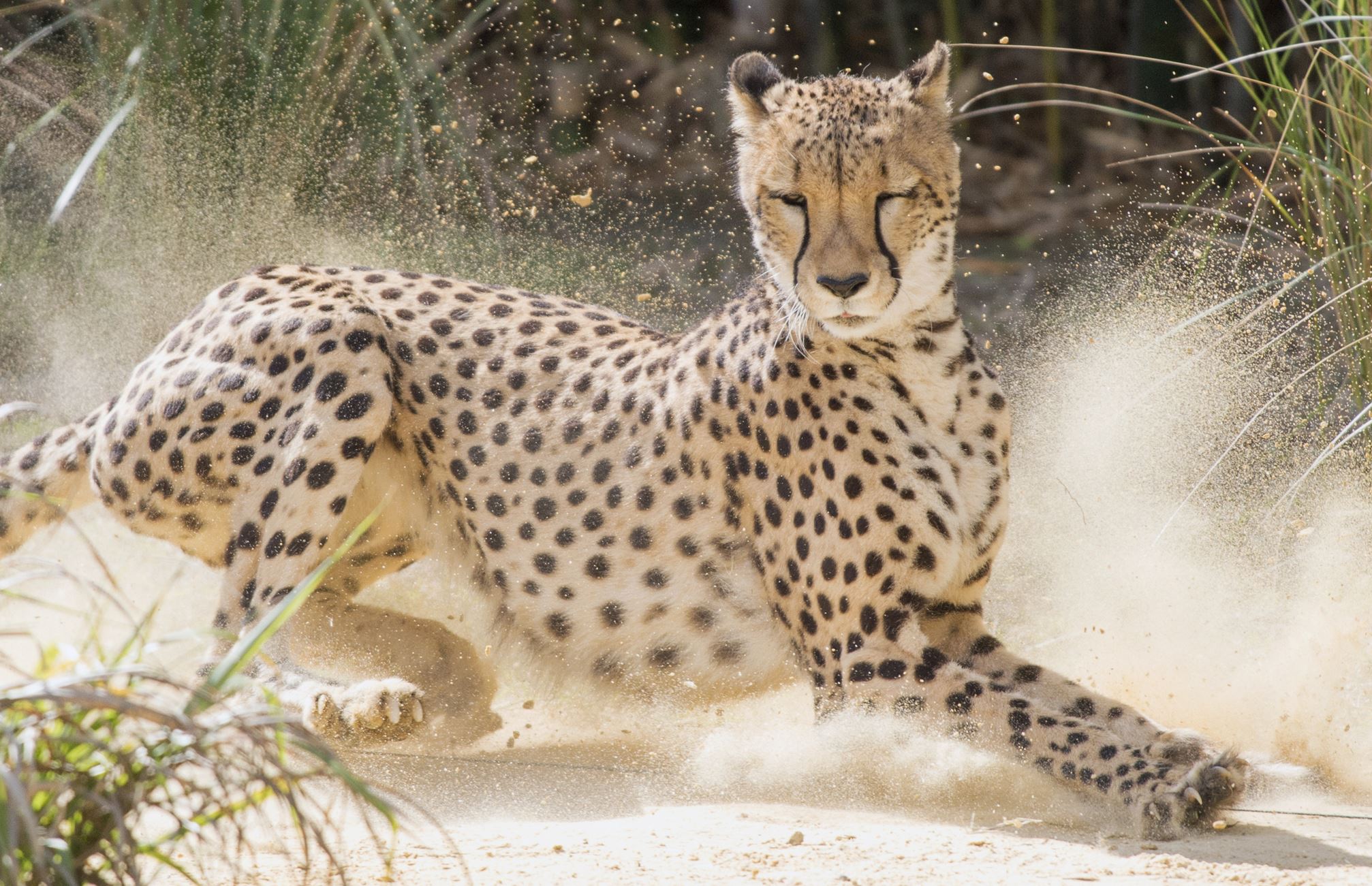 African safari highlights ‘Cat Week’ on Nat Geo Wild The Blade