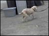Tiny waif of a poodle sadly meets a grim fate