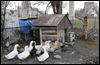 Cleaning up after the ducks