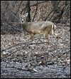 Marksmen to cull deer in Metroparks