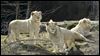 Toledo Zoo loses last of white lions