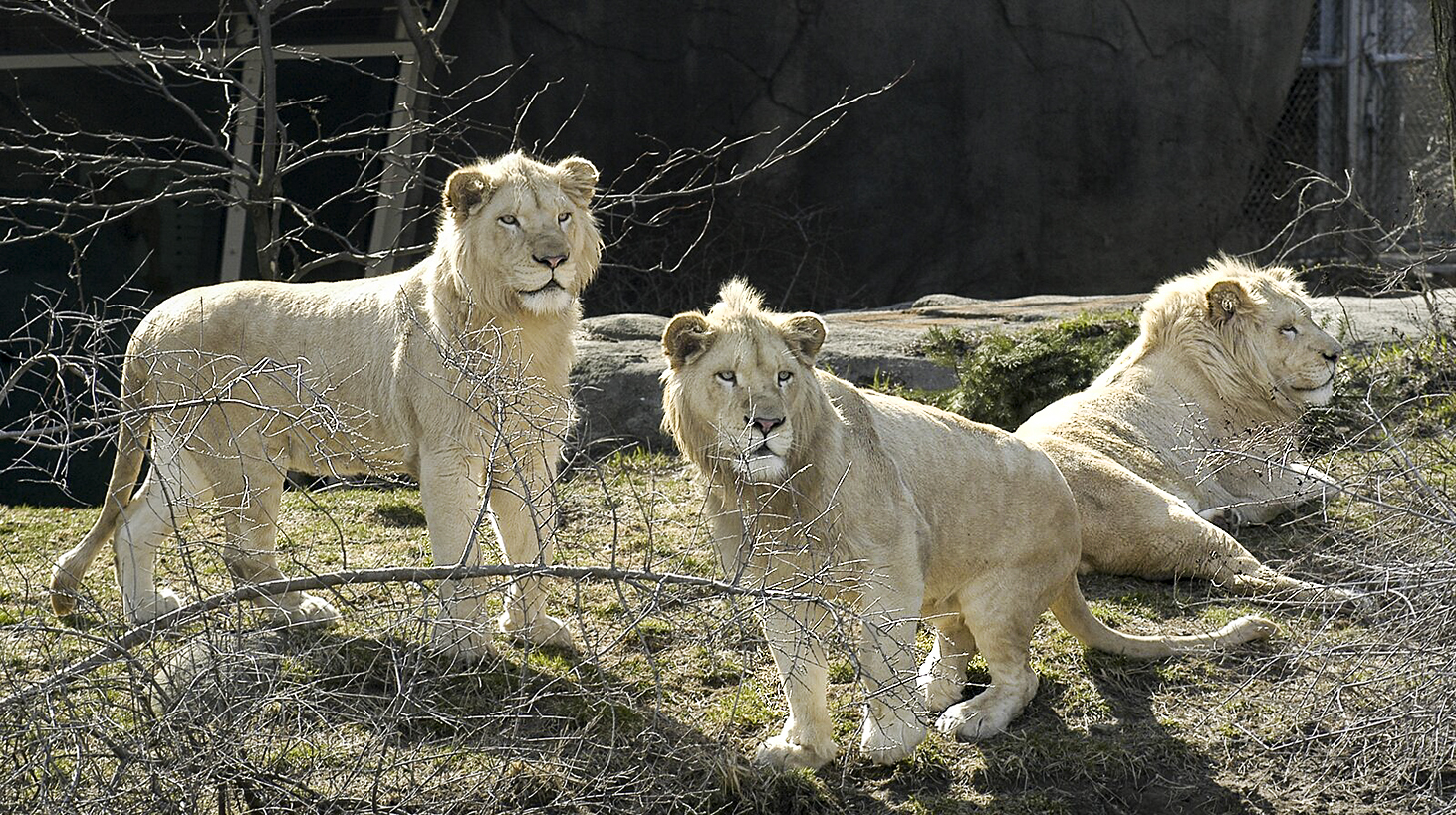 Toledo Zoo loses last of white lions The Blade