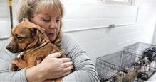 Dozens of animals taken from a southern Ohio animal “shelter” are relocating to Lucas and Wood counties. The dogs and cats are being given new, hopefully temporary homes, at local Humane Society shelters.  They started arriving at the shelter