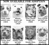 Lucas County Dogs for Adoption: 12-27