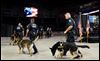 TPD dogs to get protective vests