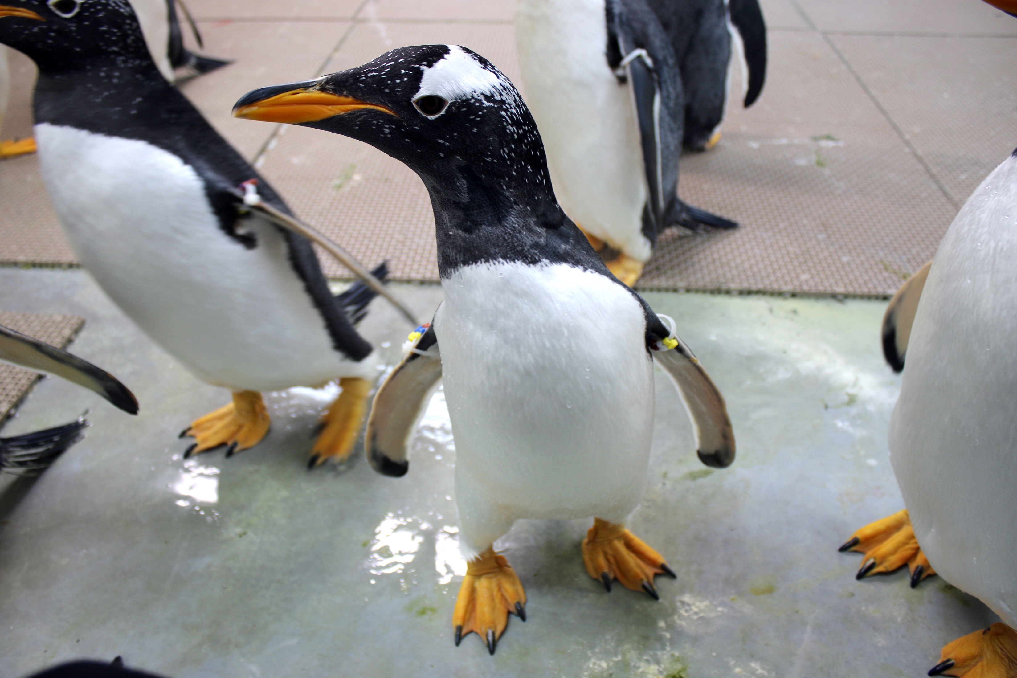 20 penguins arrive via FedEx to Detroit Zoo from California The Blade