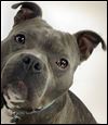 ‘Pit bull’ rescue hit by criminal charges