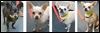 Chihuahuas at shelter await dental work, adoption