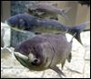 Alarm sounded on Asian carp