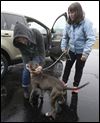Judge rules dog Bosco dangerous