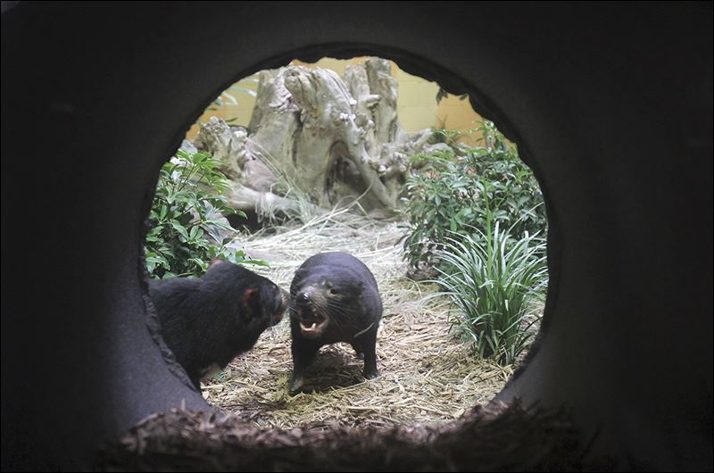 Toledo Zoo bolsters effort to save Tasmanian devils - Toledo Blade