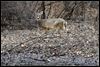 Deer kill continues through March 31