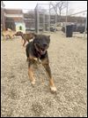 Canine kill rate down again in Lucas Co.