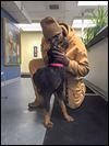 Chip aids dog’s reunion with owner