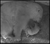 Polar bear cub born at Toledo Zoo