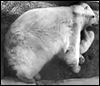 Zoo’s polar bear cub is watched from afar
