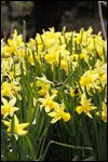 Series preps gardeners