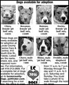 Lucas County Dogs for Adoption: 2-2