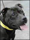 Lucas County Dogs for Adoption: 2-5