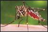 Zika: Cause for concern locally?