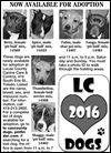 Lucas County Dogs for Adoption: 2-9