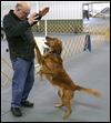 Dog show prep about heeling, healing