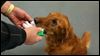 NW Ohio dog owners join others in N.Y.C.