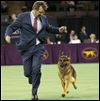 Local dog up for Best in Show